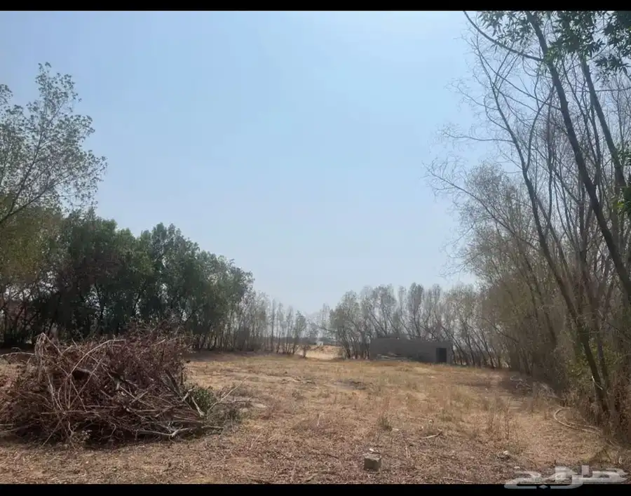 بزرومي للبيع 2
