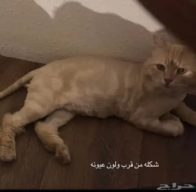 قط مفقود بحائل 4