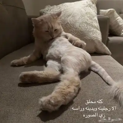 قط مفقود بحائل 3