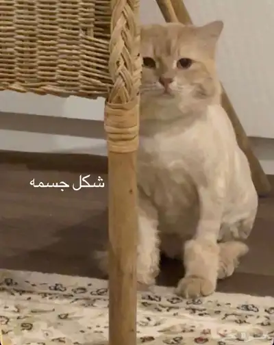قط مفقود بحائل 1