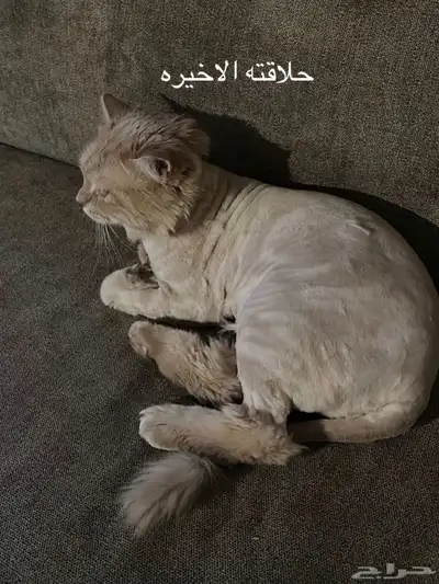 قط مفقود بحائل 2