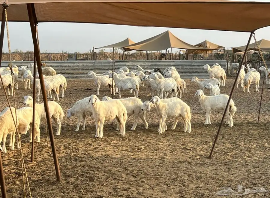 ذبائح 5