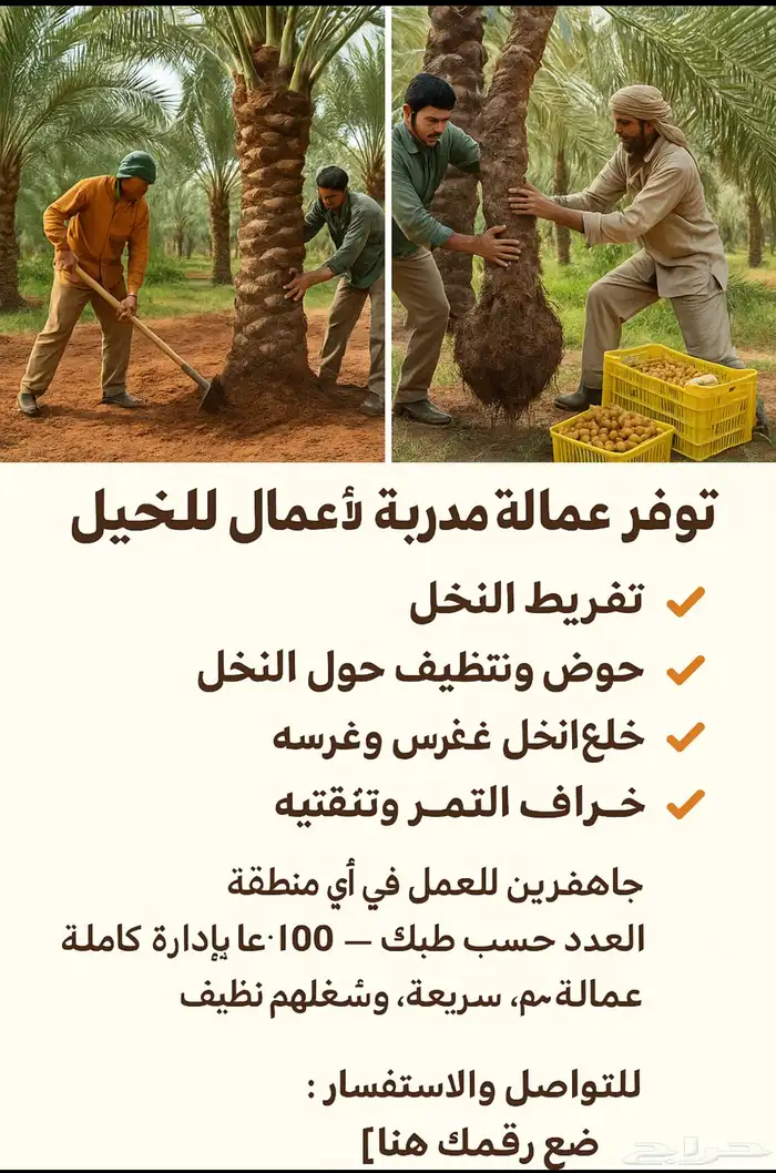 توفر عمالة مدربة لأعمال النخيل 1