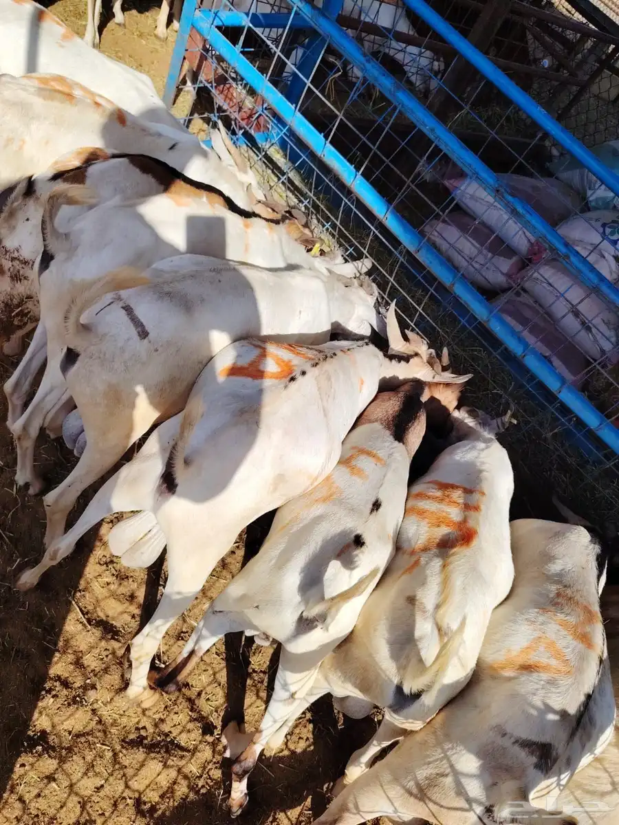 سواكن وبرابر تربيه للبيع سعر تنافسي للجمله 3