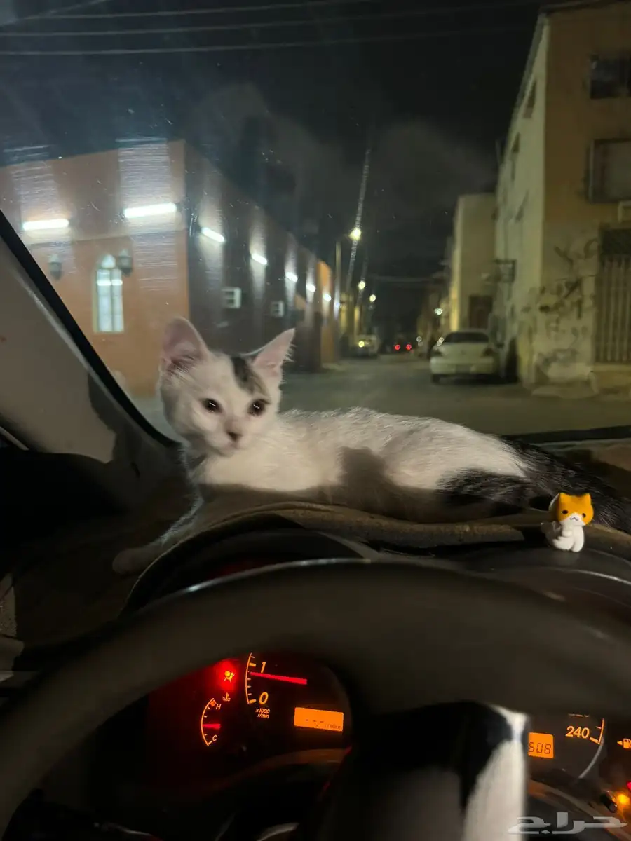 قطط 1