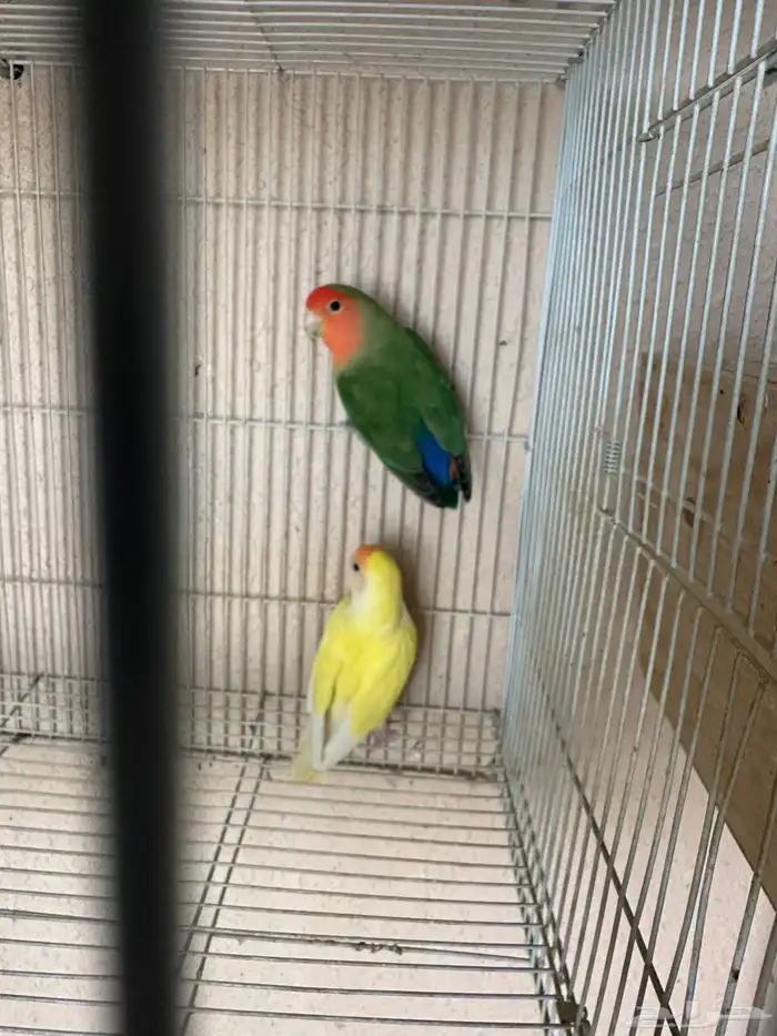 جوز (زوج) روز منتج بالرياض 1