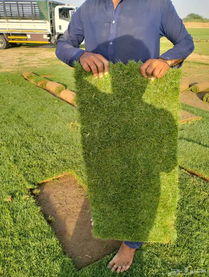 نجيل طبيعي 3