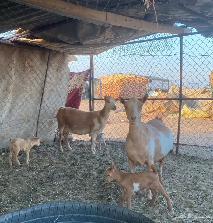 للبيع عنزين قزميات تحتهن جفرات 0