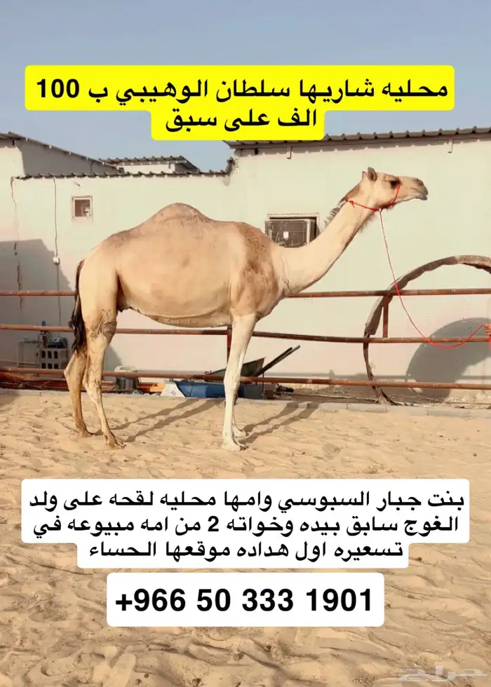 لقحه محليه كفو مشريه ب 100 الف على سبق 0