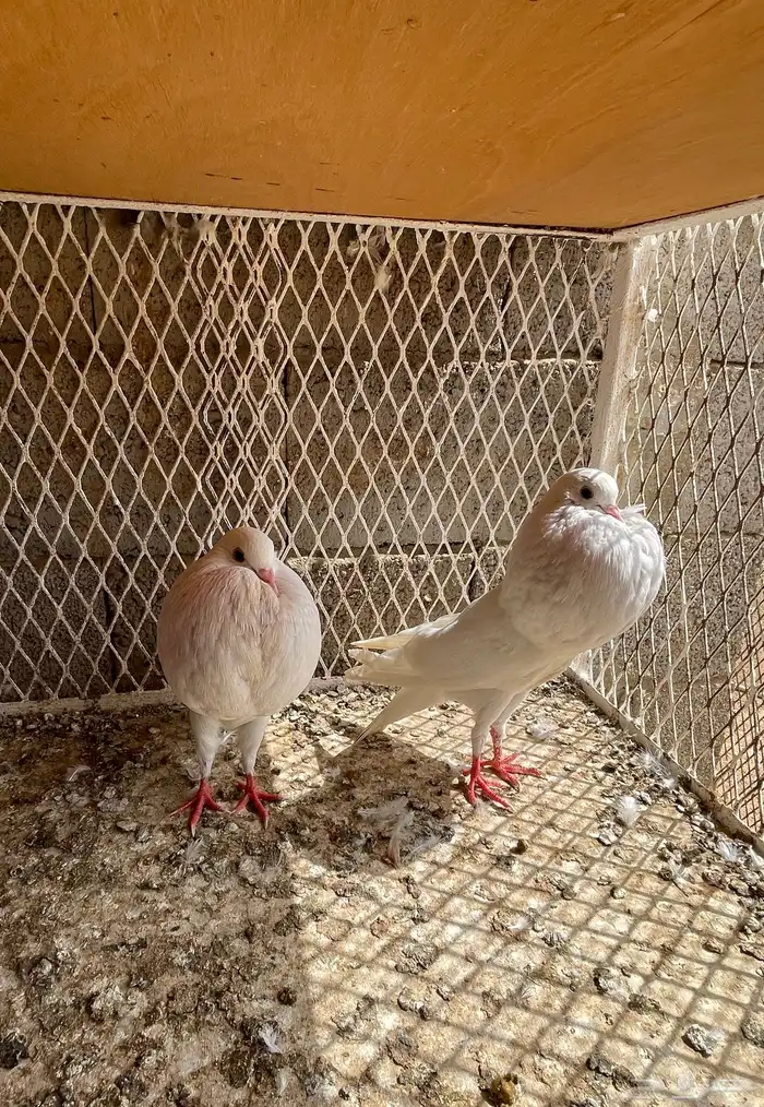 حمام نفاخ حمام مالتيز 0