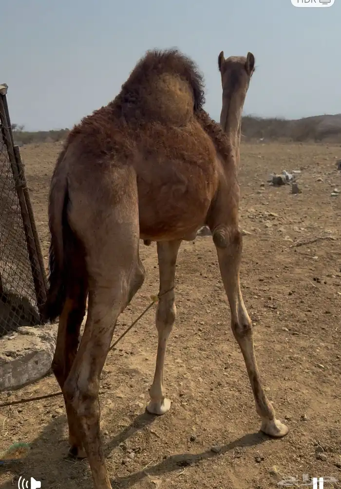 قعدان في العيدابي لباني 0