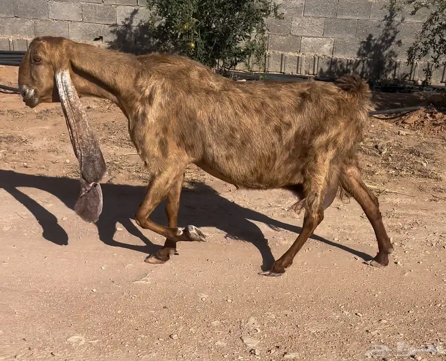 تم البيع 2