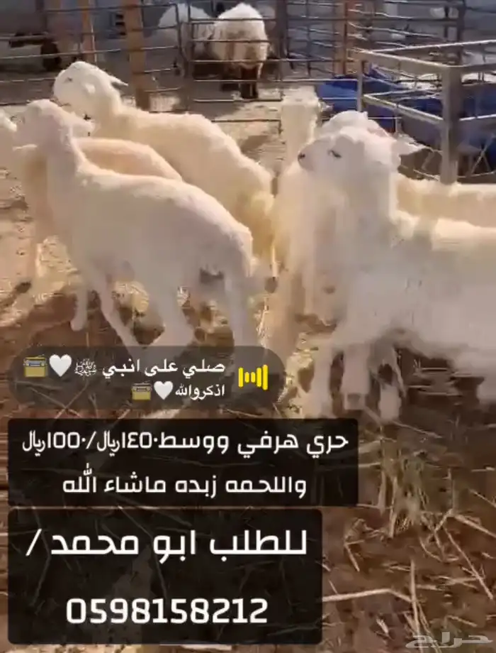 نعيم وحريات ونجد حياكم الله موقعنا الدمام قرب حي فرسان 2