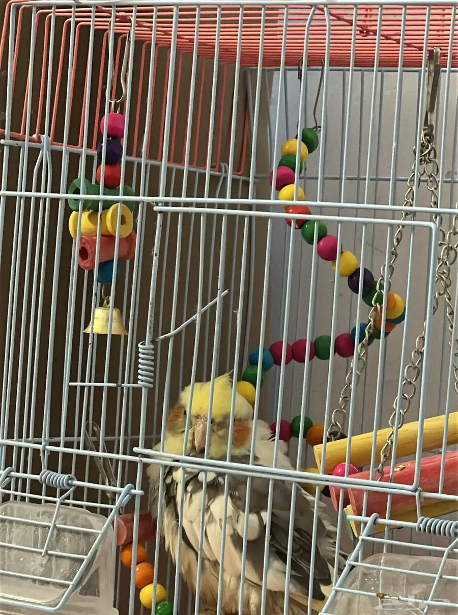 محايل عسير 0