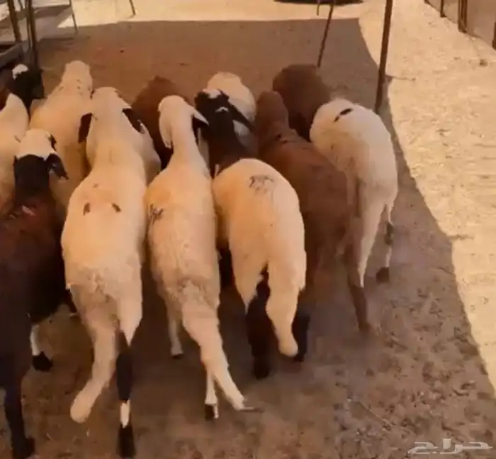 طليان مرابي 7