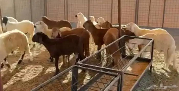 طليان مرابي 0