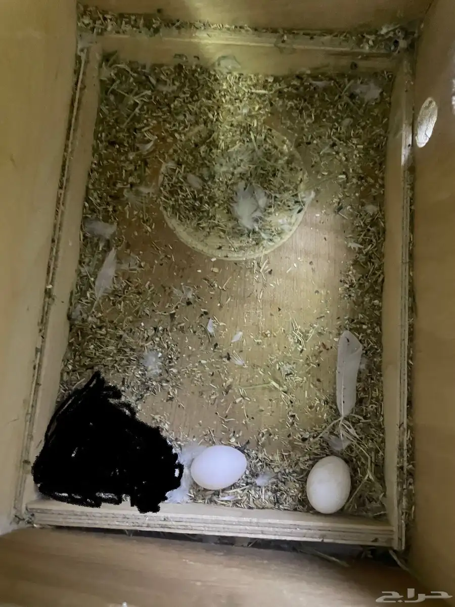 ببغاء روز .زوج 3