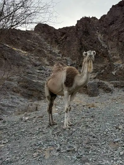 للبيع ناقه خلفه 11