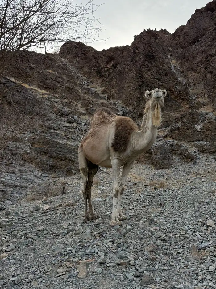 للبيع ناقه خلفه 11