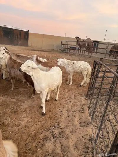 ذبايح زواجات جذعان جزله وأوزان 9
