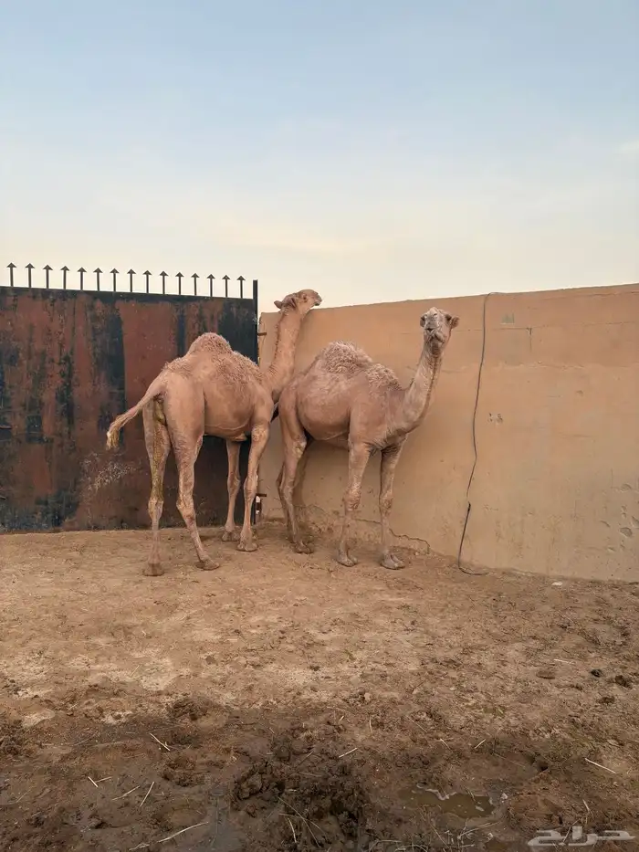 مفرودين فحول شعل طيبه سومها 9000 3