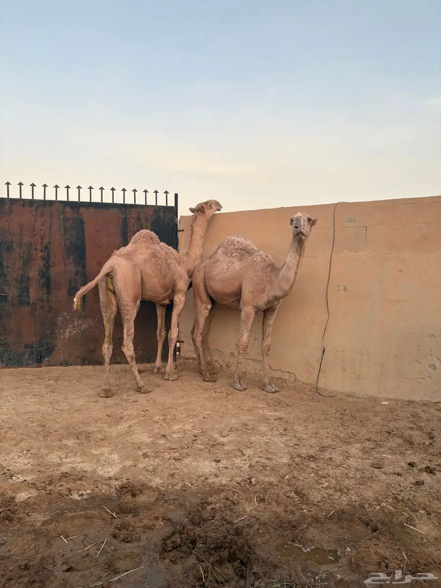 مفرودين فحول شعل طيبه سومها 9000 3