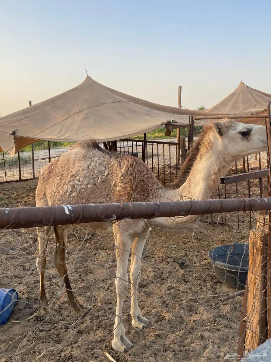 بكار مفاريد 0