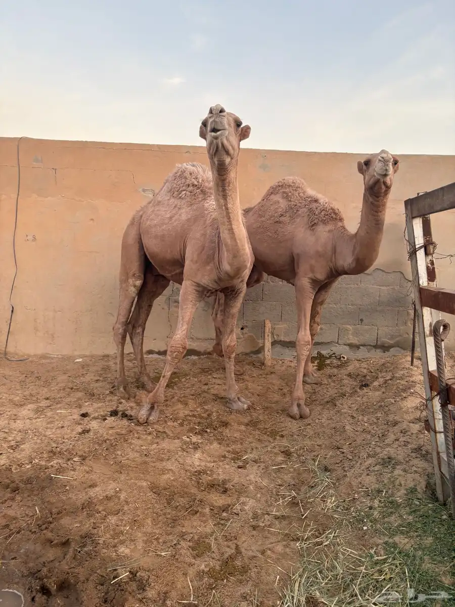مفرودين فحول شعل طيبه سومها 9000 8