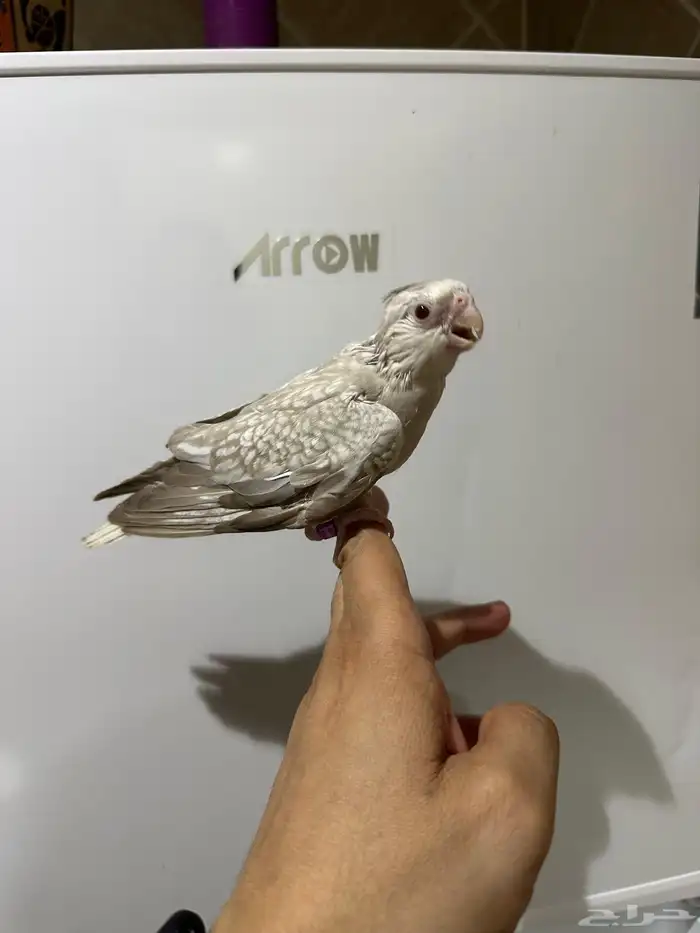 كروان هدد طفره 0