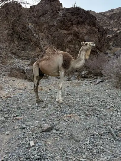 للبيع ناقه خلفه 12