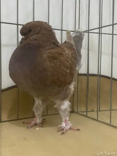 كنق مودينا أمريكي 1