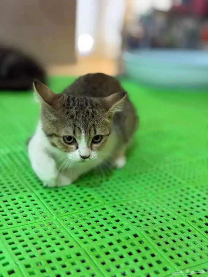 عروض الصيف لدينا لهواة القطط الاليفة موجودة بغابة افريقيا 4