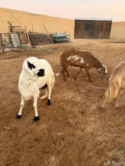 ذبايح زواجات جذعان جزله وأوزان 1