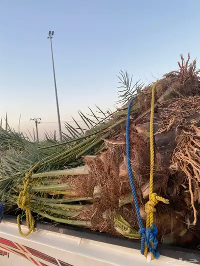 خلاص وبرحي 8