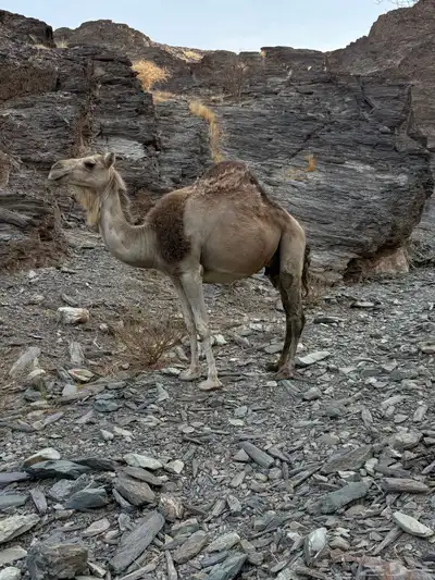 للبيع ناقه خلفه 6