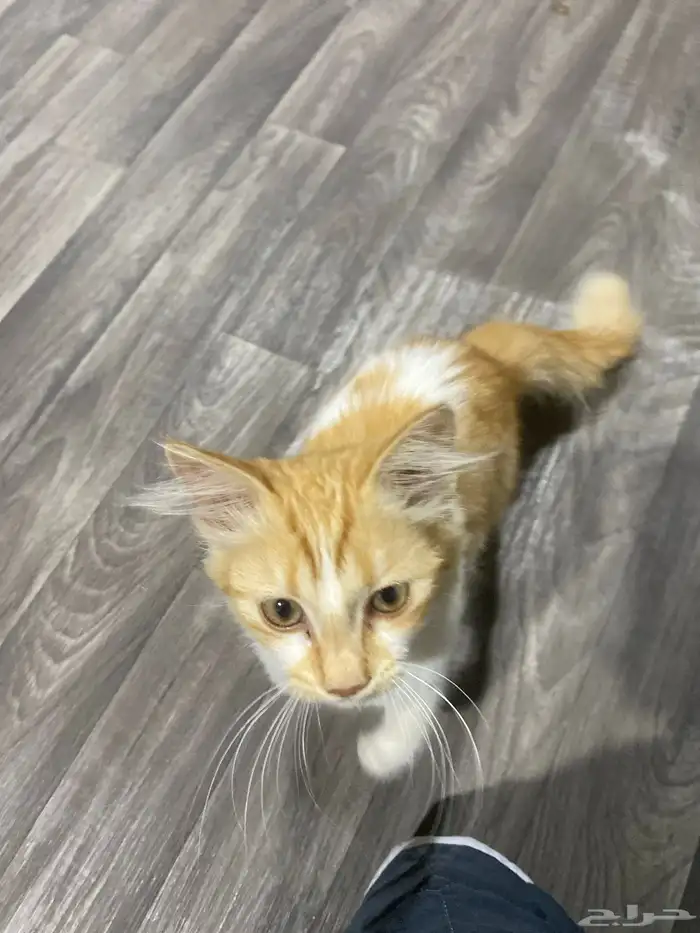 قط شيرازي ذكر 5