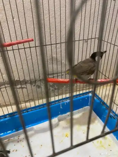 بلبل للبيع السعر 15 3