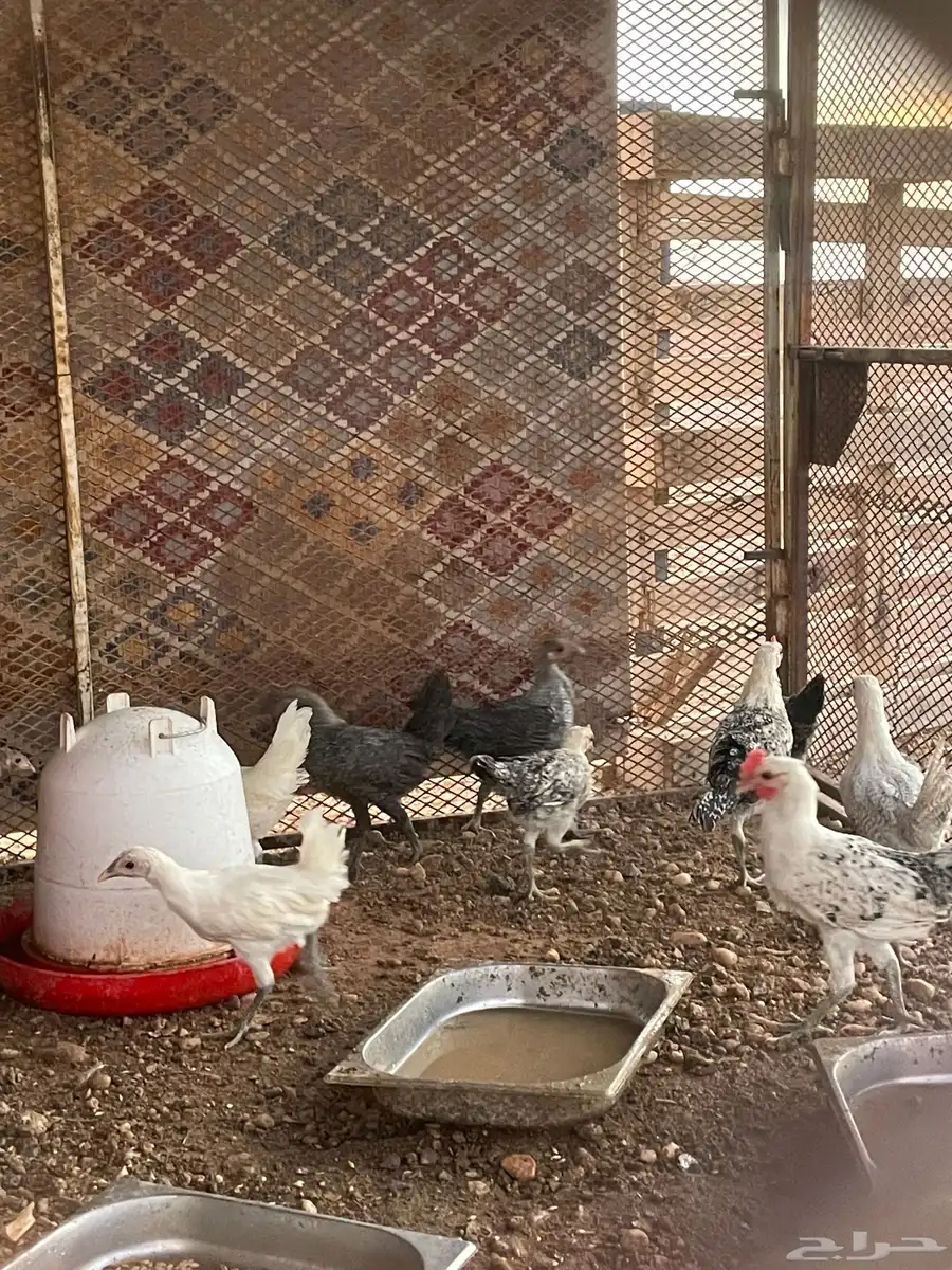 دجاج للبيع 4