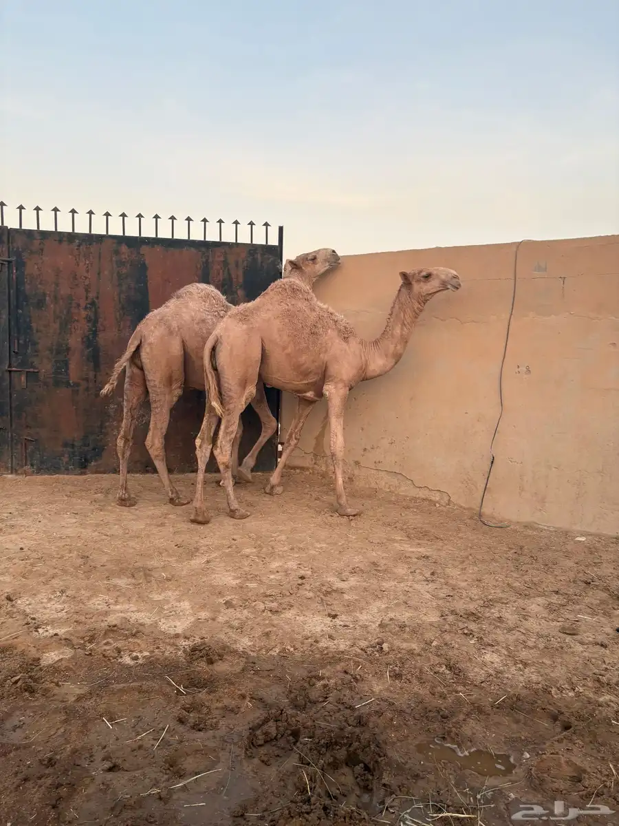 مفرودين فحول شعل طيبه سومها 9000 4