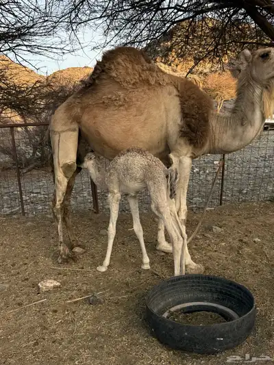 للبيع ناقه خلفه 16