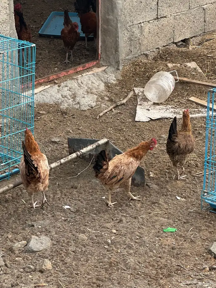 دجاج بلدي اصيل ماشاءالله 9