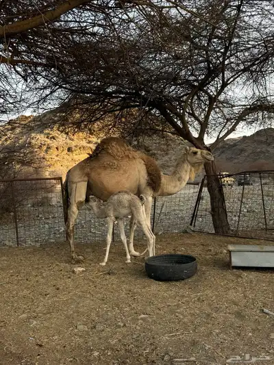 للبيع ناقه خلفه 17