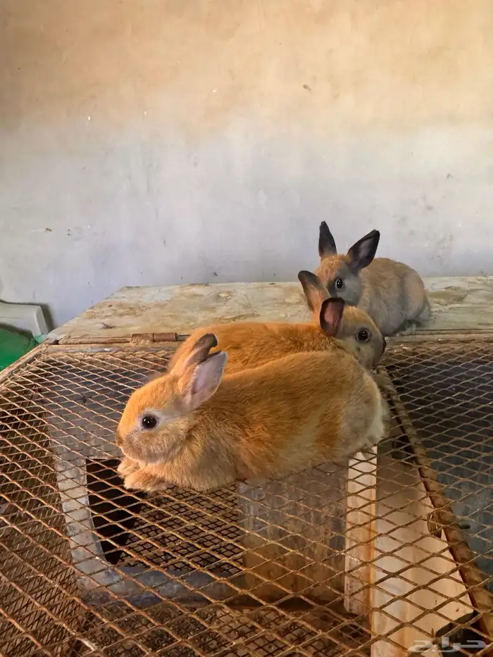 للبيع ارنب زينه نذر لاند القزميه 1