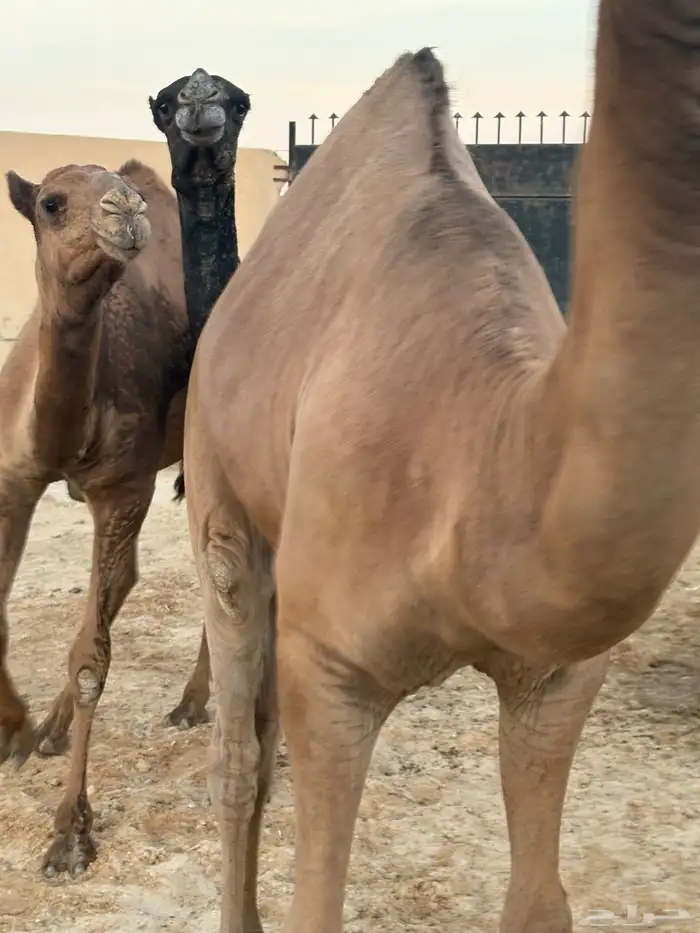 بكار مقاني عدد 3 سومها 8700 4