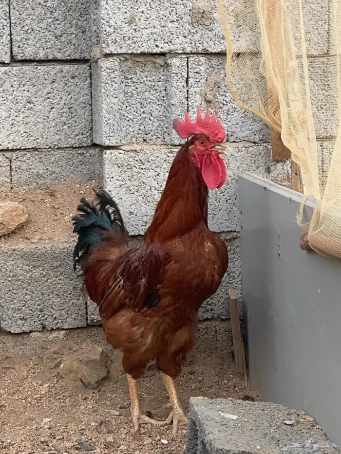 دجاج فرنسي 1