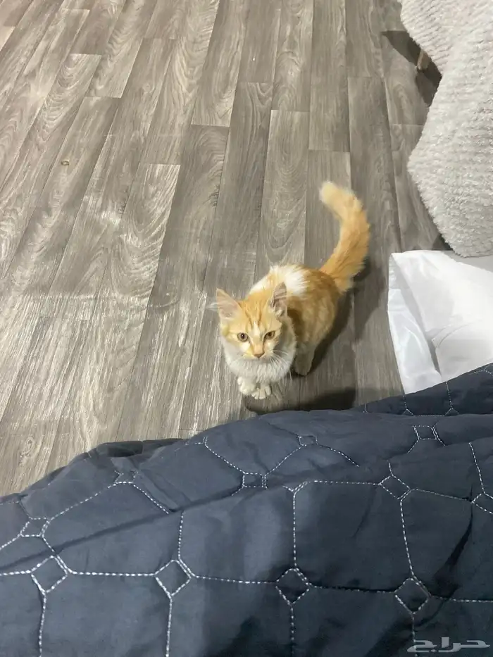 قط شيرازي ذكر 9