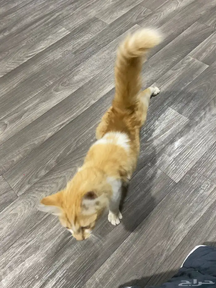 قط شيرازي ذكر 2