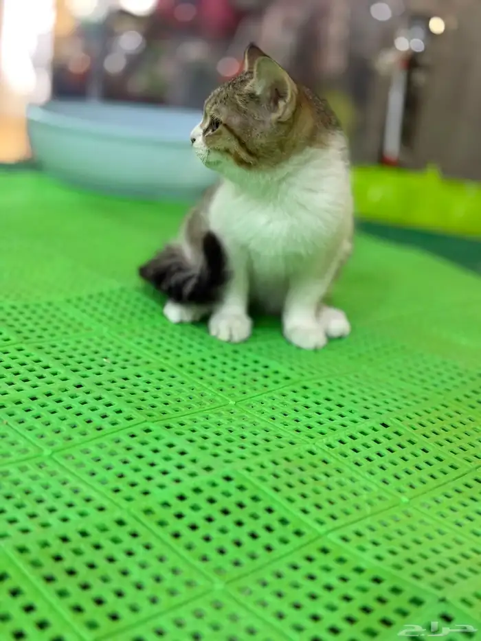 عروض الصيف لدينا لهواة القطط الاليفة موجودة بغابة افريقيا 5