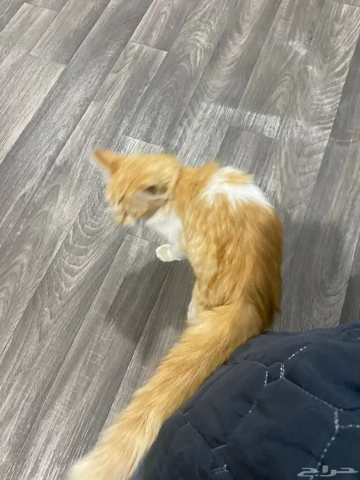 قط شيرازي ذكر 7