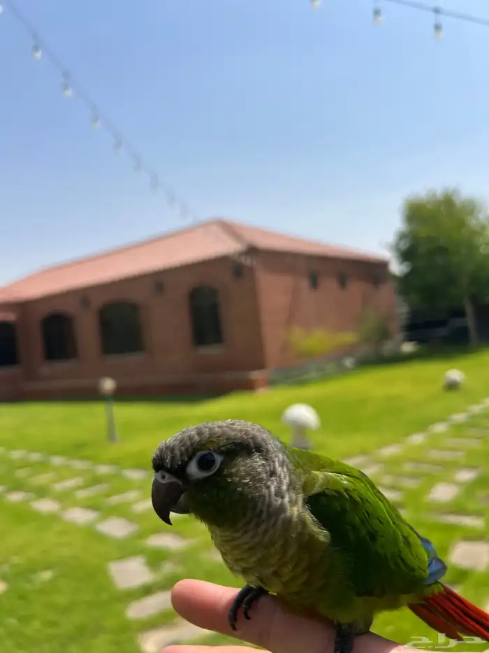 كنيور قرين شيك صبغه قويه هدد خارجي سوبر جامبو 1